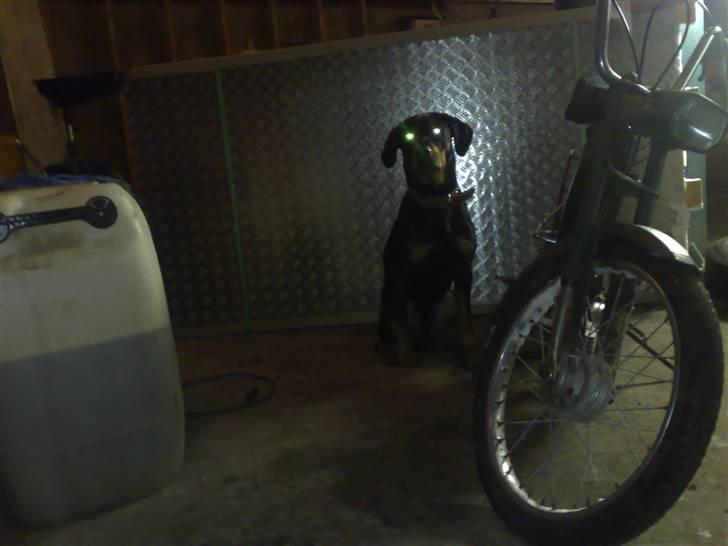 Puch Maxi k  1 EJER billede 4