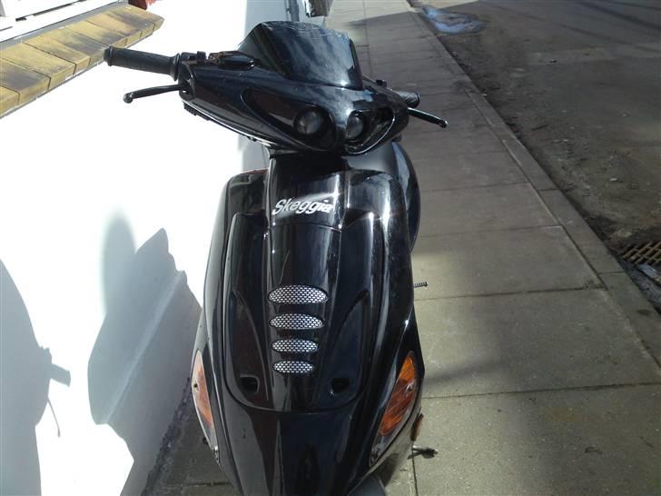 Atala skeggia billede 2