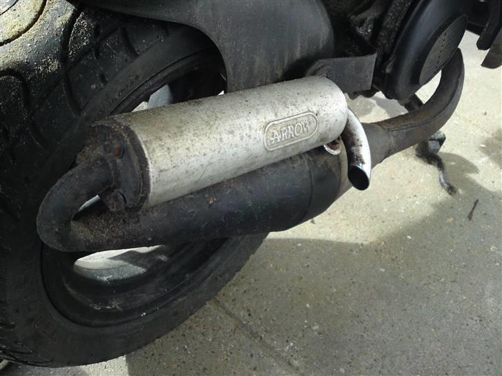 Atala skeggia billede 4