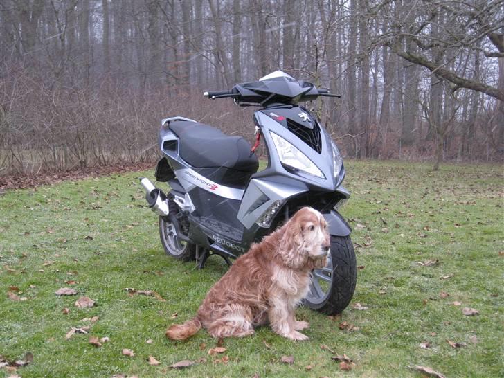 Peugeot Speedfight 3 billede 4