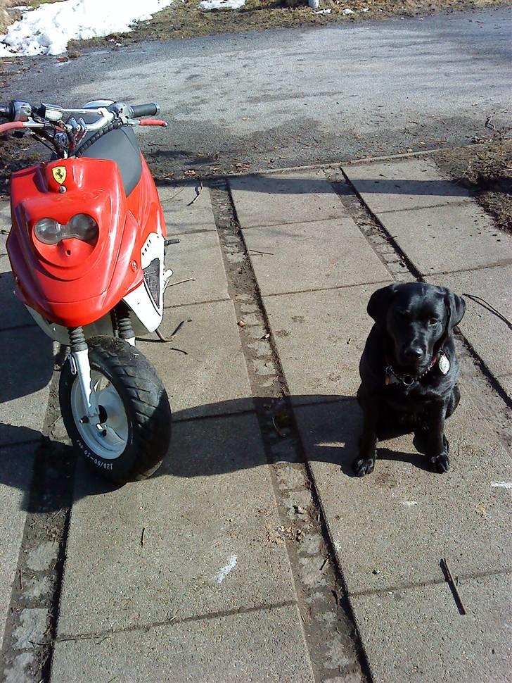 PGO hot f50 byttet - der er min lille vagt hund hun skal nok blive stor en dag;) billede 2