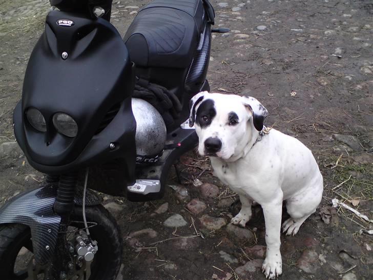 PGO pmx hverdags knallert. SÆLGES - min dejlige hund chico. billede 10