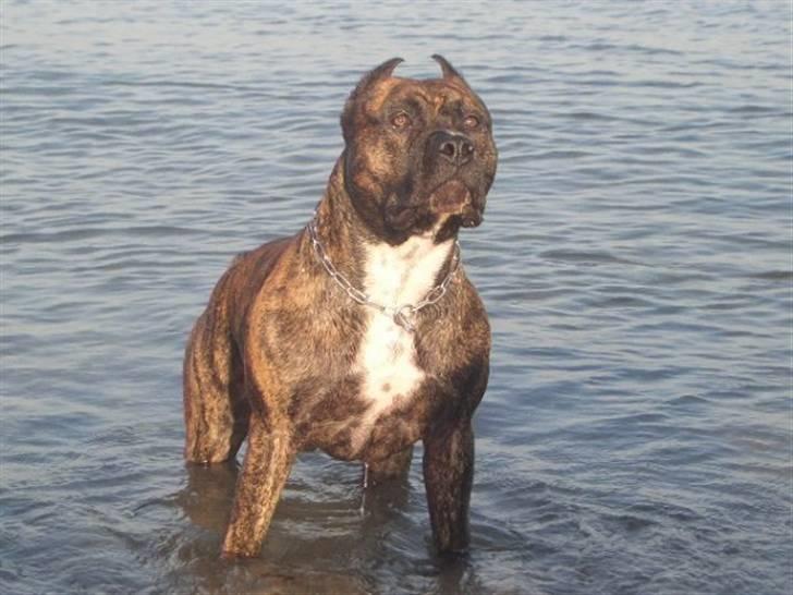 PGO hot (SOLGT) - min hund <3 billede 8