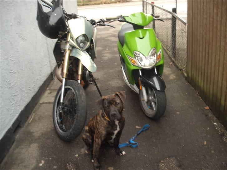 Suzuki smx  1998   ( solgt ) billede 7