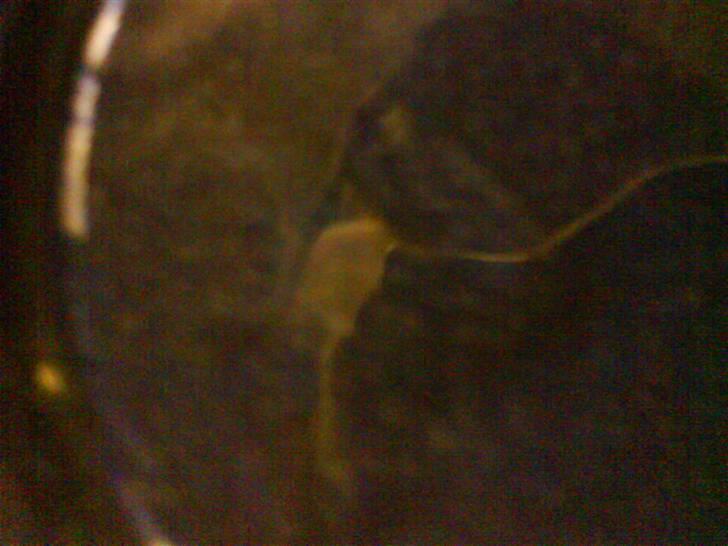 Yamaha 4 gear billede 16