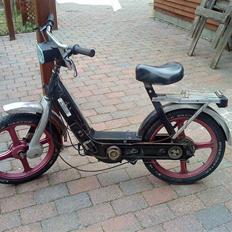 Vespa caio