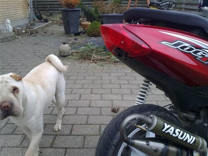 Yamaha Jog R (Stunt'mis!) billede 12