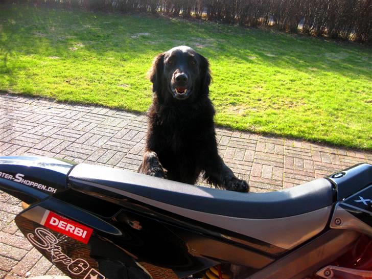 Derbi Senda SM X-treme - Solgt - Hunden ville lige med på billedet :b billede 16