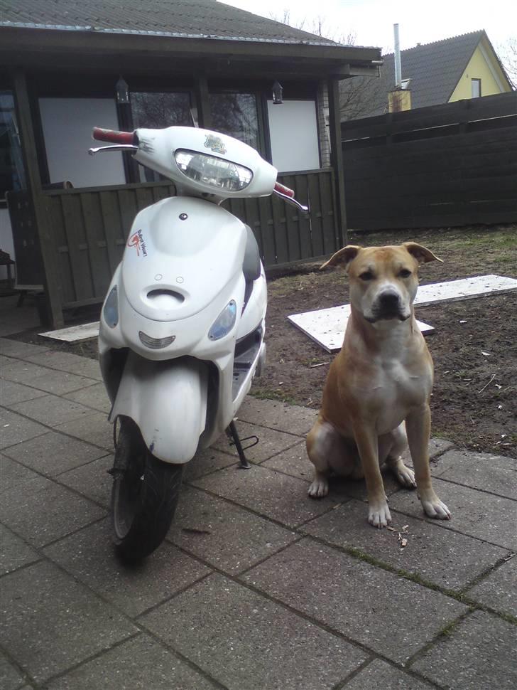 Giantco Sprint  billede 4