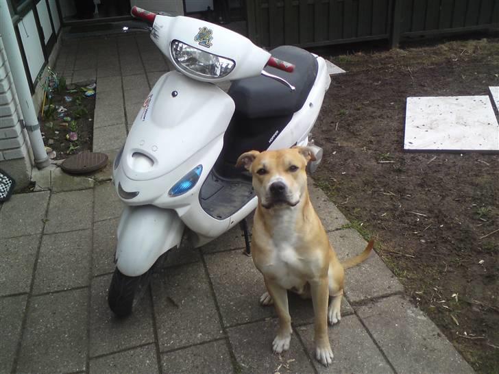 Giantco Sprint  billede 7