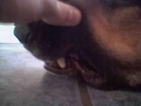 Puch GIV ''LAV'' FÅ ''HØJ''  billede 9