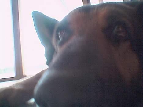 Puch GIV ''LAV'' FÅ ''HØJ''  billede 12