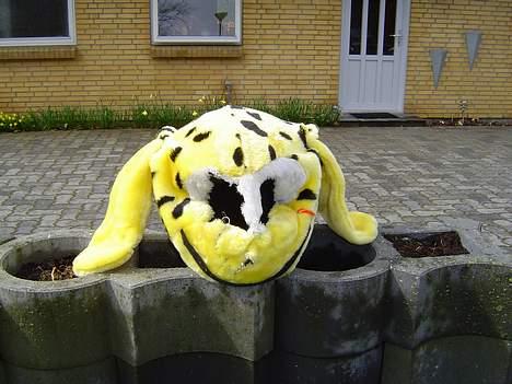 Yamaha sting (solgt)  billede 6