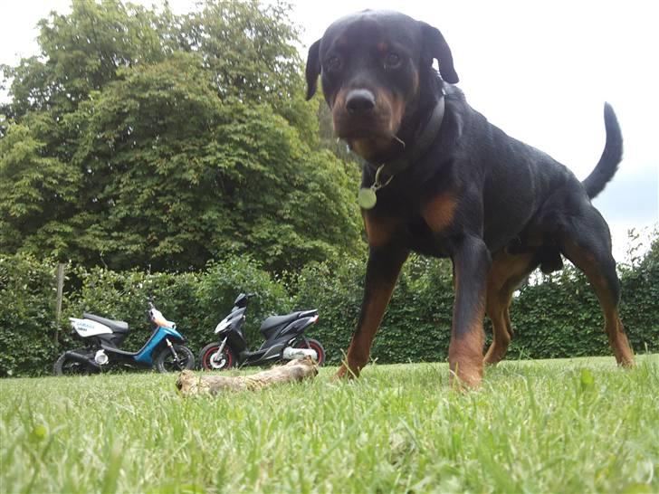 Yamaha Jog R SOLGT billede 9