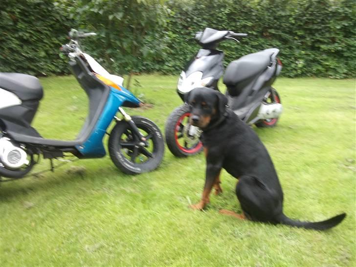 Yamaha Jog R SOLGT billede 13