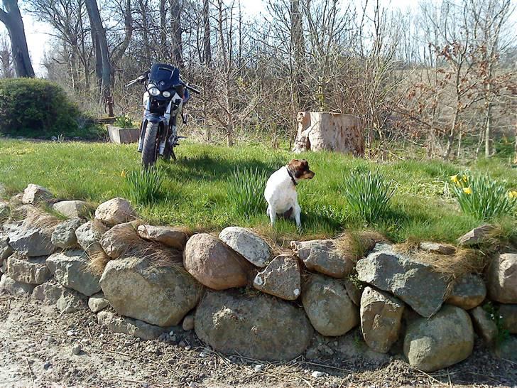 Aprilia rs 50 $ billede 15