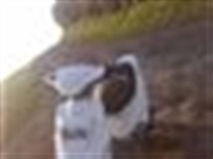 PGO Hot 50 billede 11