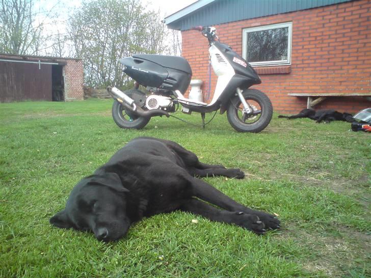 Aprilia sonic FØR byttet til SR - Min vagthund der ligger og passer på sonic´en ;)  billede 9