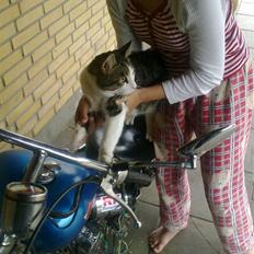 Kinroad chopper  solgt