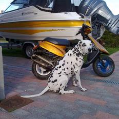 Yamaha Jog As. Byttet