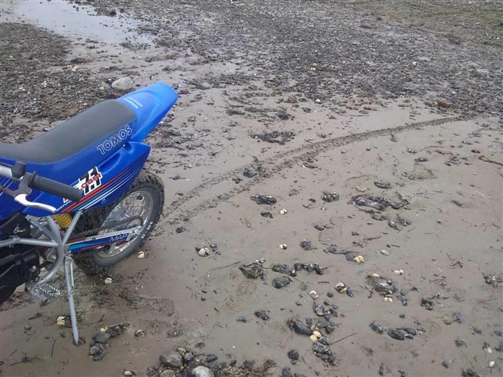 Tomos mc50 senior  billede 20