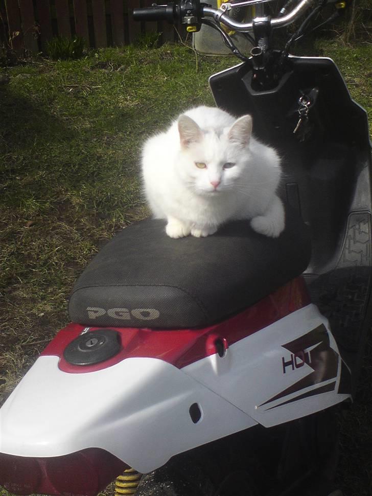 PGO Hot 50 # SOLGT# billede 5