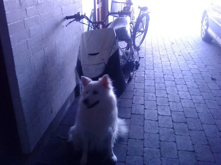 Suzuki suzuki ap50 billede 3