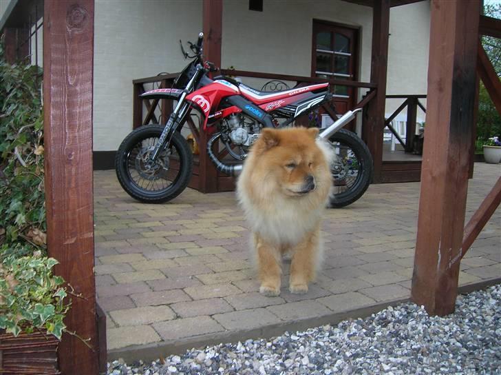 Derbi Senda 85cc > Byttet < billede 2