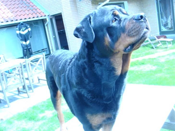 Yamaha Jog R (VÆK) billede 15