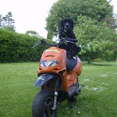 Aprilia Rally The Lion (BYTTET)