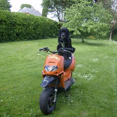 Aprilia Rally The Lion (BYTTET)