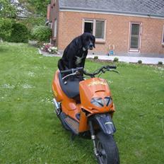 Aprilia Rally The Lion (BYTTET)