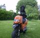 Aprilia Rally The Lion (BYTTET)