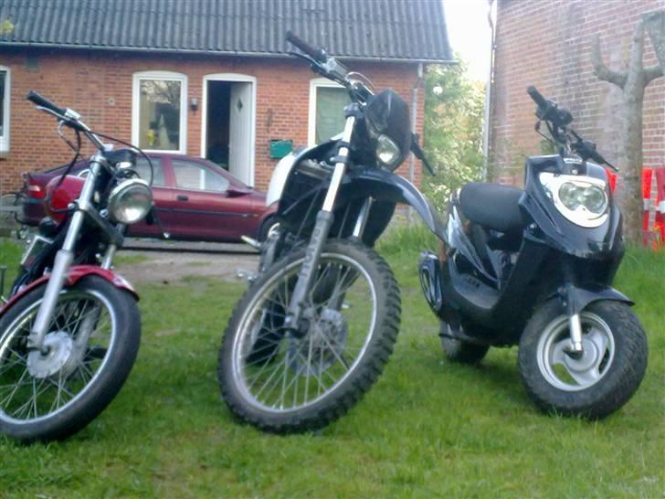 Regal regal raptor billede 6