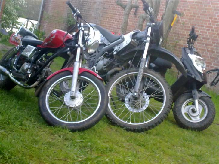 Regal regal raptor billede 7