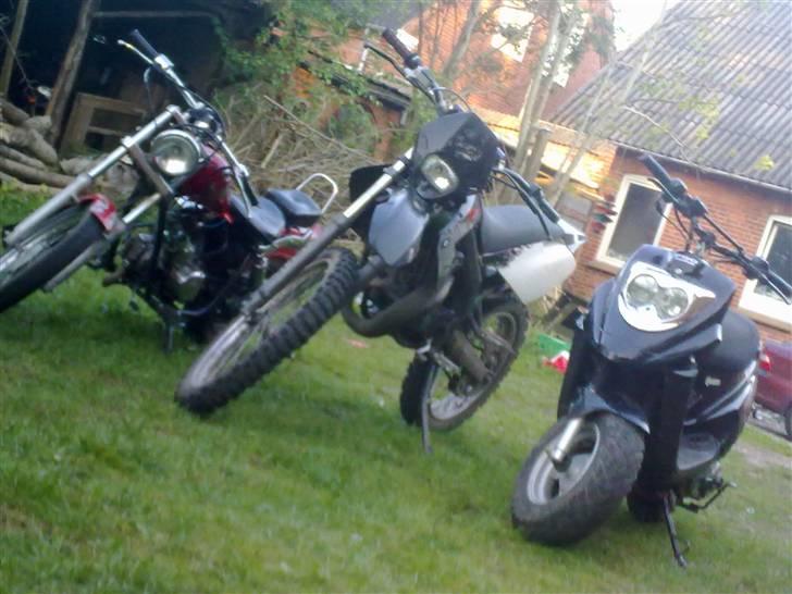 Regal regal raptor billede 8