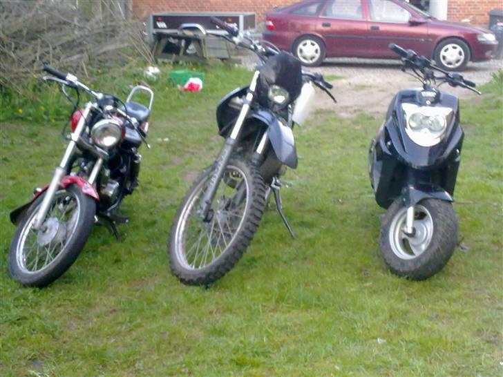 Regal regal raptor billede 9