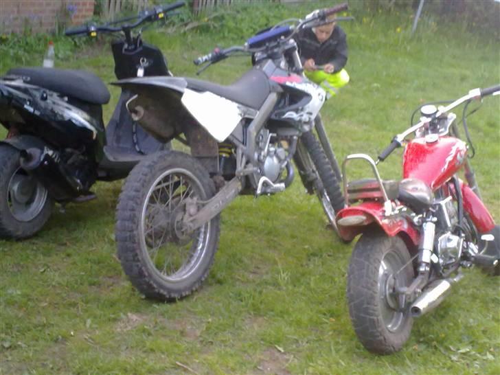 Regal regal raptor billede 10