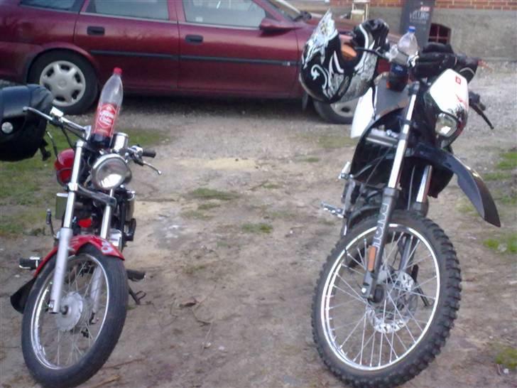 Regal regal raptor billede 11