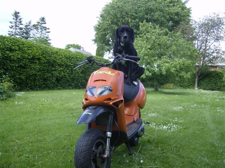 Aprilia Rally The Lion (BYTTET) - Skøre hund.. ;D billede 1