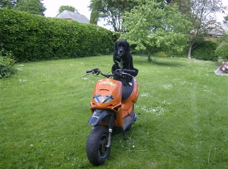 Aprilia Rally The Lion (BYTTET) billede 2