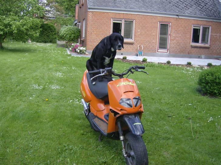 Aprilia Rally The Lion (BYTTET) billede 3