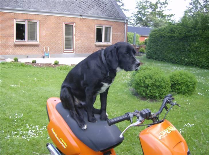 Aprilia Rally The Lion (BYTTET) billede 4