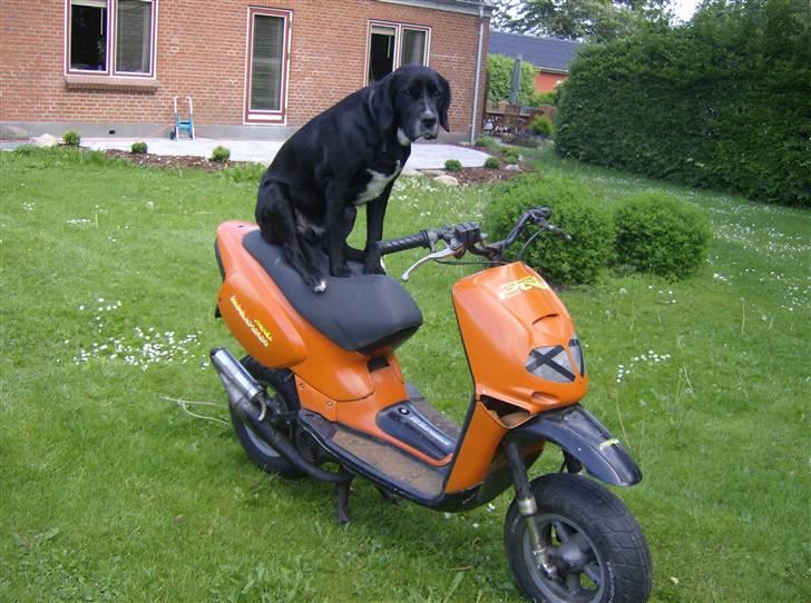 Aprilia Rally The Lion (BYTTET) billede 5