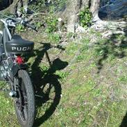 Puch maxi (Sorte Suzi)