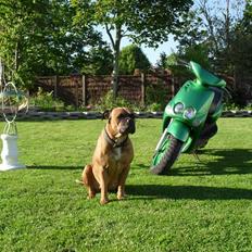 Yamaha Neos (Det Grønne Lyn) 