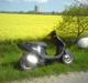PGO hot 50 taget