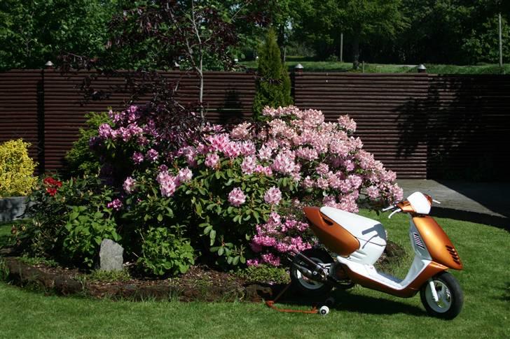 Aprilia Sonic Evo AC billede 5