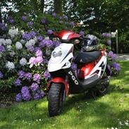 PGO Hot 50 *HVERDAGS*