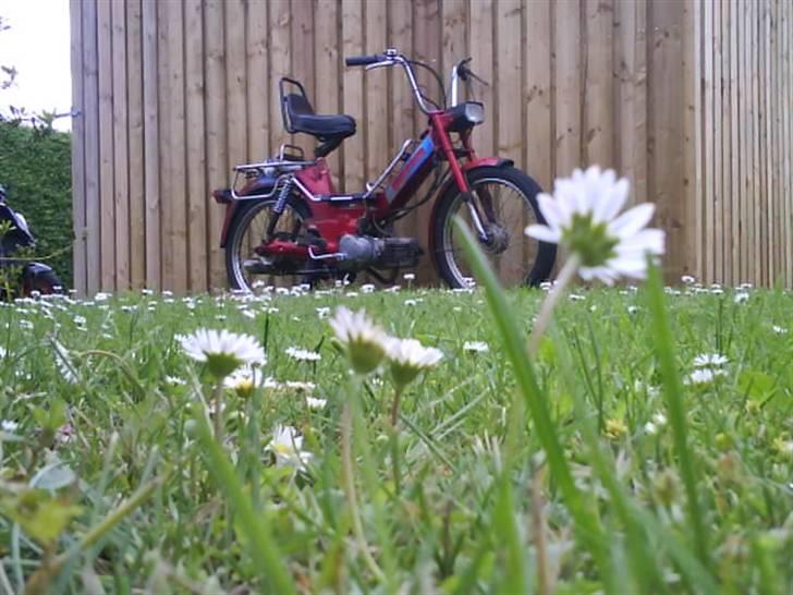 Puch maxi kl billede 15